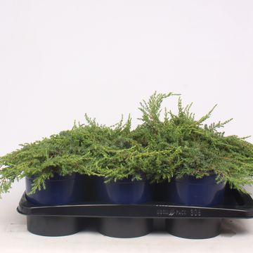 Juniperus communis 'Green Carpet'
