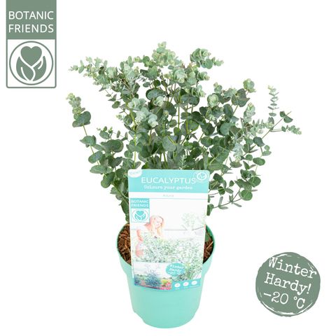 Eucalyptus gunnii AZURA