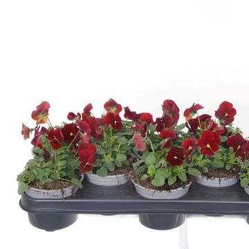 Viola PENNY RED