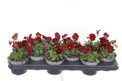 Viola PENNY RED