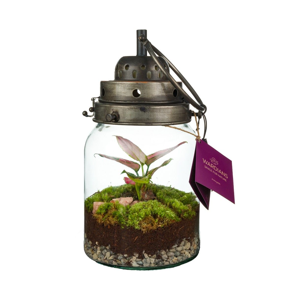 Arrangements Terrarium — Plant Wholesale FlorAccess