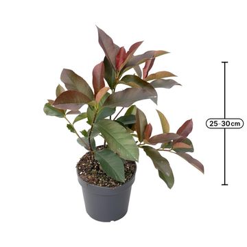 Photinia x fraseri 'Red Select'