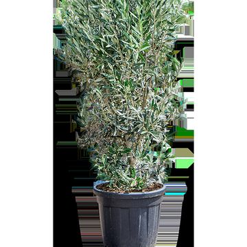 Olea europaea