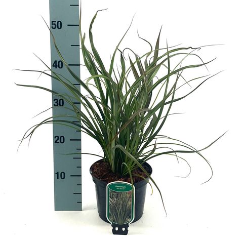 Phormium 'Tom Thumb'