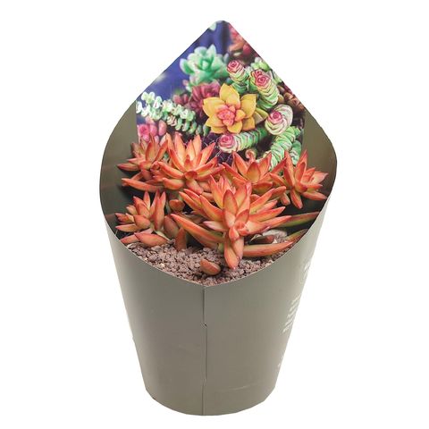 Sedum nussbaumerianum