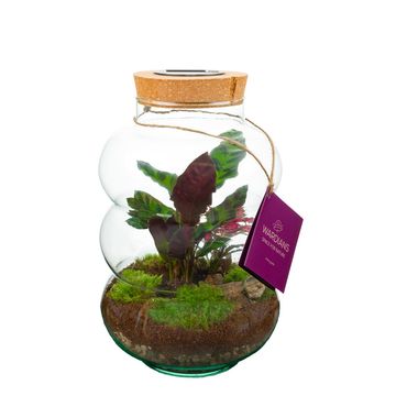 Arranjo Terrarium