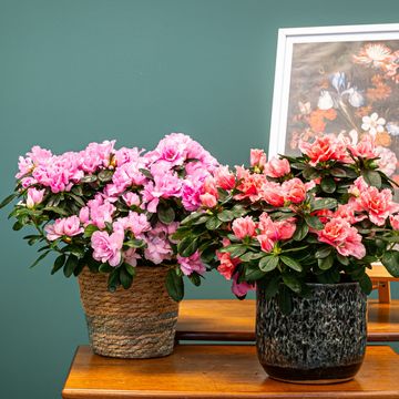 Rhododendron AZALEA MIX