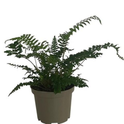 Polystichum polyblepharum