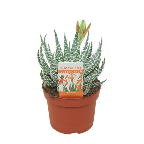 Aloe humilis
