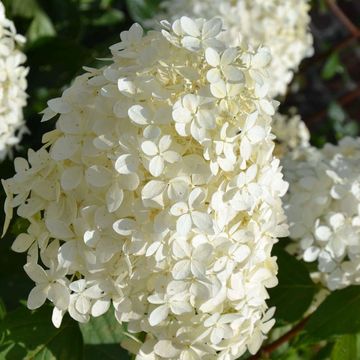 Hydrangea paniculata 'Phantom'