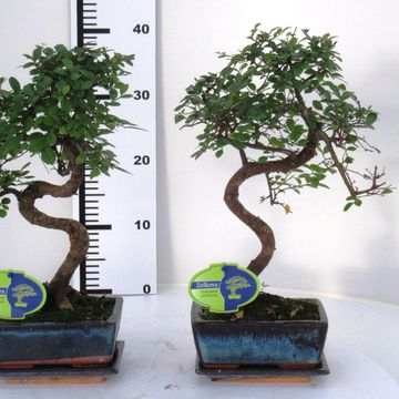 Zelkova parvifolia