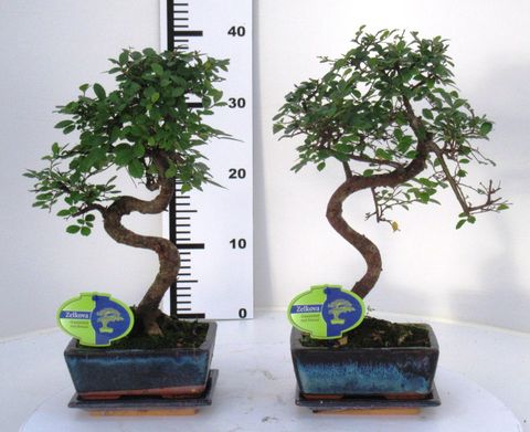 Zelkova parvifolia