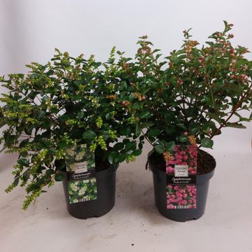 Симфорикарпус MAGICAL MIX