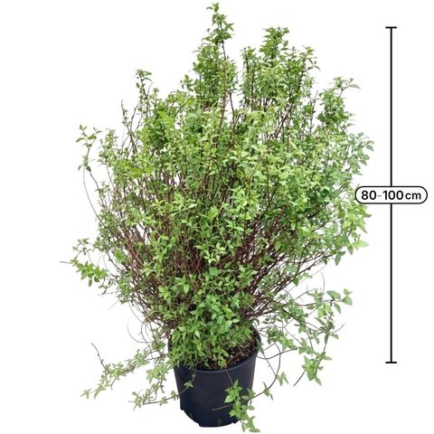 Philadelphus 'Manteau d'Hermine'