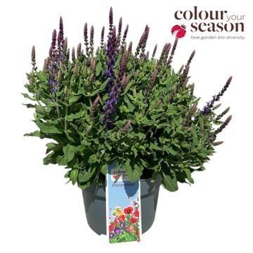 Salvia x sylvestris 'Rose Marvel'