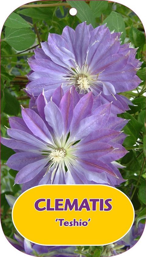 Clematis 'Teshio' (EL)