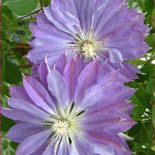 Clematis 'Teshio' (EL)