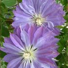 Clematis 'Teshio' (EL)