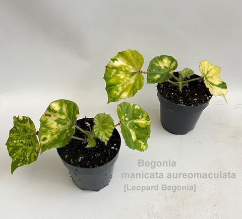 Begonia manicata aureomaculata