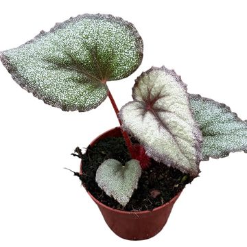 Begonia 'Flamingo Soul'