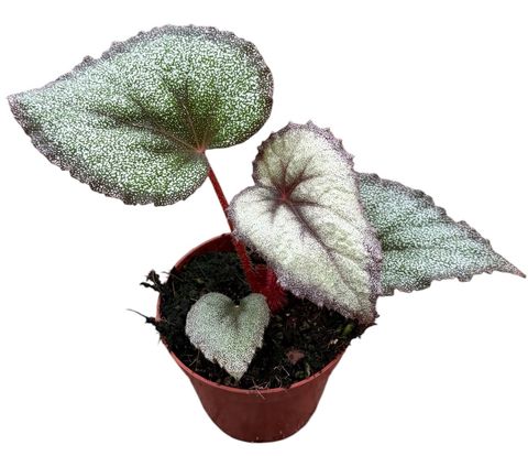Begonia 'Flamingo Soul'
