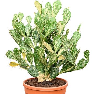 Opuntia jamaicensis 'Ghost'