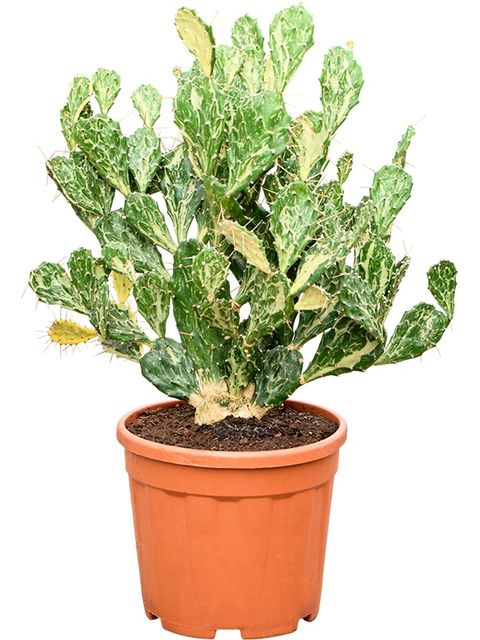 Opuntia jamaicensis 'Ghost'