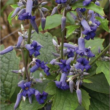 Clematis 'Eclipse' (H)