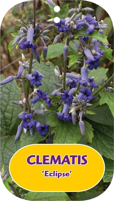 Clematis 'Eclipse' (H)
