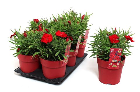 Dianthus chinensis 'Diana Scarlet'