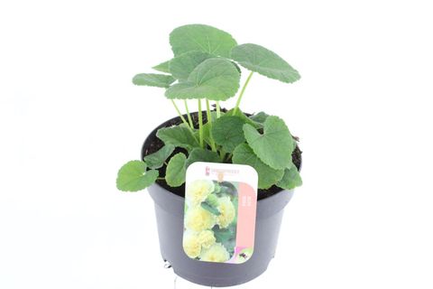 Alcea rosea 'Chater's Double Yellow'