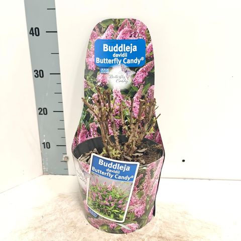 Buddleja davidii BUTTERFLY CANDY LITTLE PINK