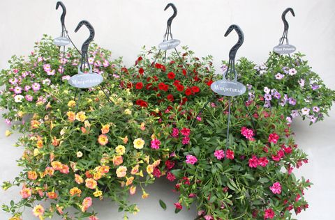 Calibrachoa MIX