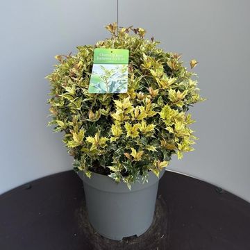 Osmanthus heterophyllus 'Goshiki'