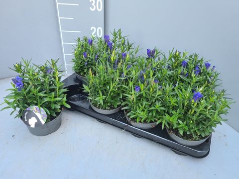 Gentiana 'Diana'