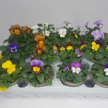 Viola CORNUTA MIX