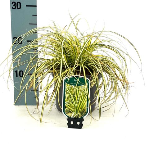 Carex oshimensis EVERCOLOR EVERORO