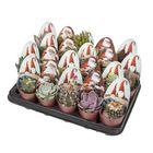 Cactus / Succulents MIX