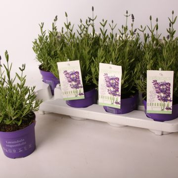 Lavandula angustifolia 'Хидкот'
