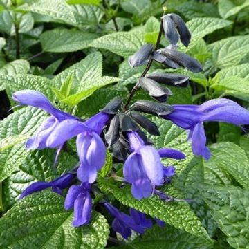 Salvia guaranitica 'Black & Bloom'