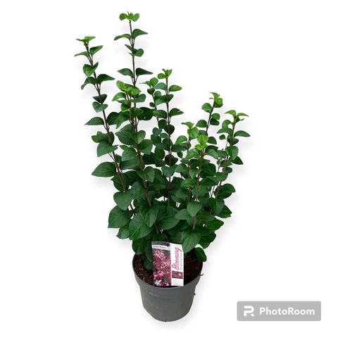 Syringa meyeri LITTLE ROSIE