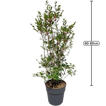 Enkianthus campanulatus