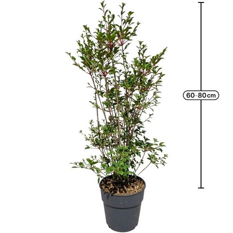 Enkianthus campanulatus