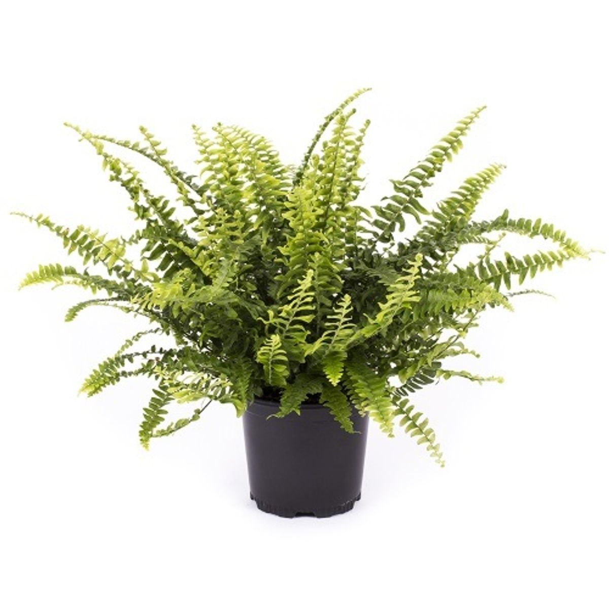 Nephrolepis exaltata MONTANA — Plant Wholesale FlorAccess