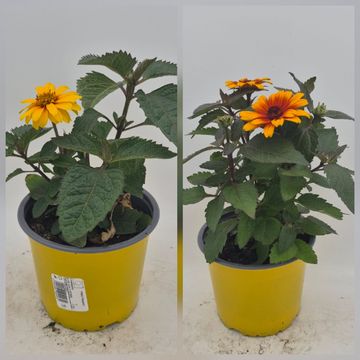 Heliopsis helianthoides MIX