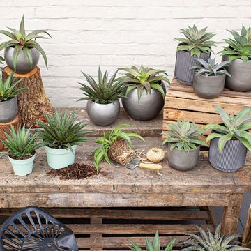 x Mangave 'Lavender Lady'