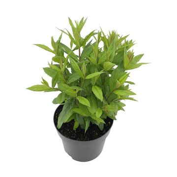 Veronicastrum virginicum 'Adoration'