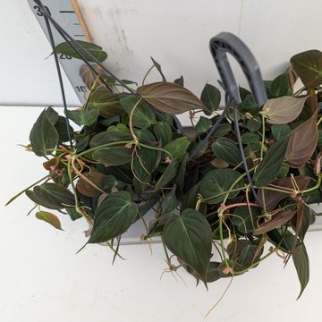 Philodendron scandens micans