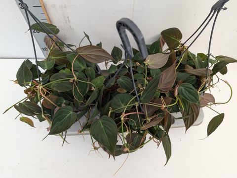 Philodendron scandens micans