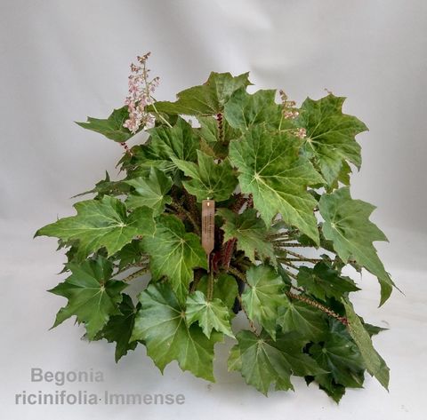 Begonia x ricinifolia 'Immense'